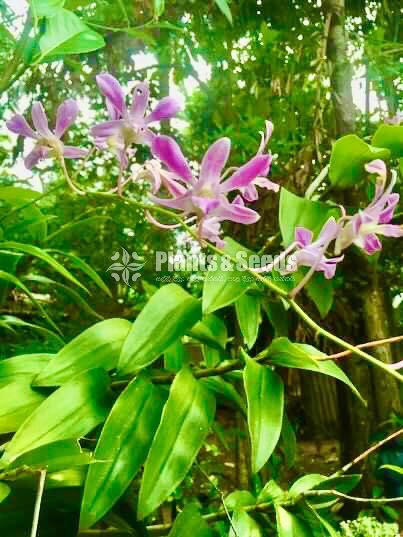 Orchids