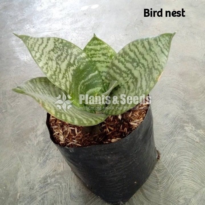 Birds nest