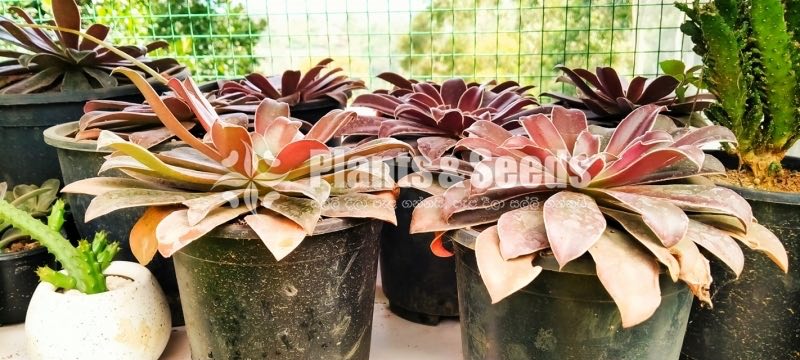 Succulent Plants with Pot
