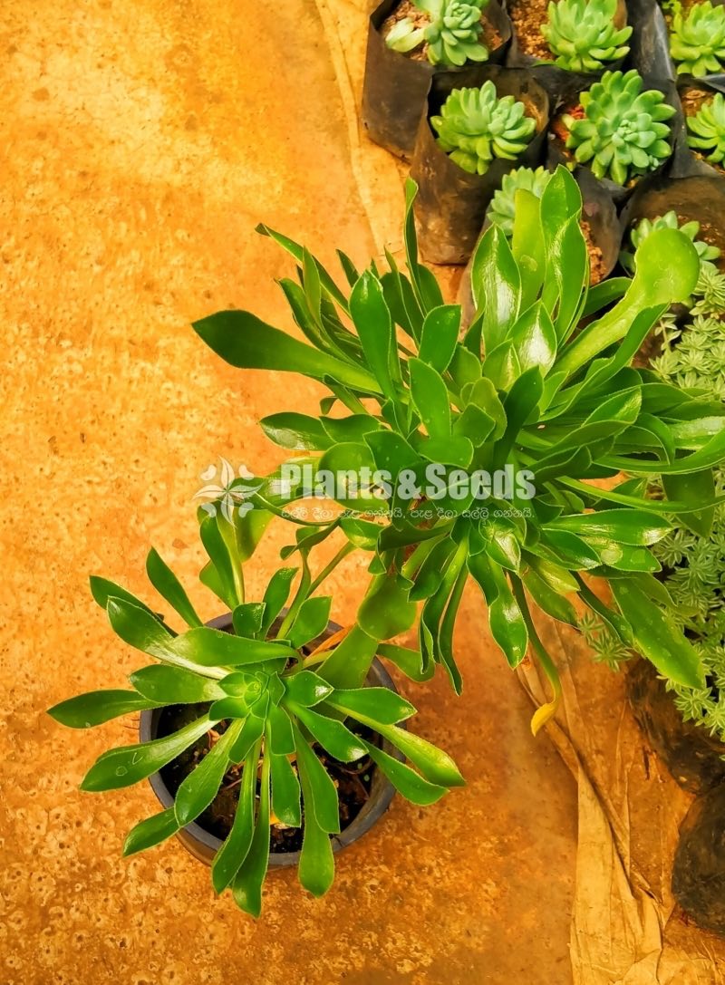 Aeonium Plant