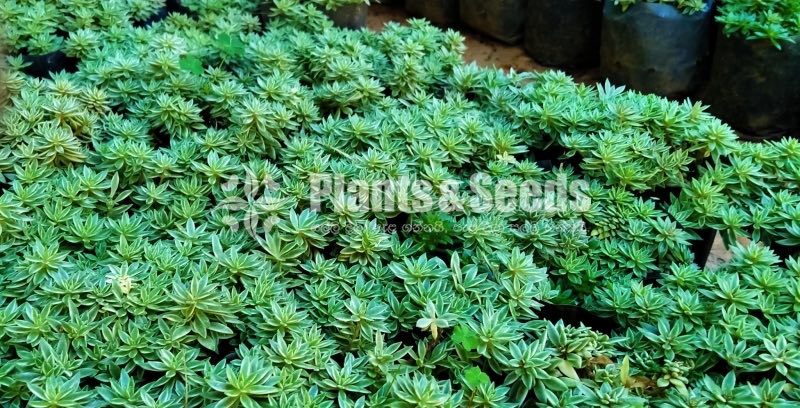SENECIO Plants
