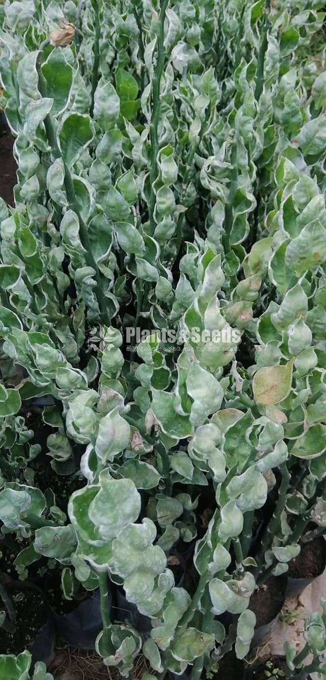 Outdoor Plants