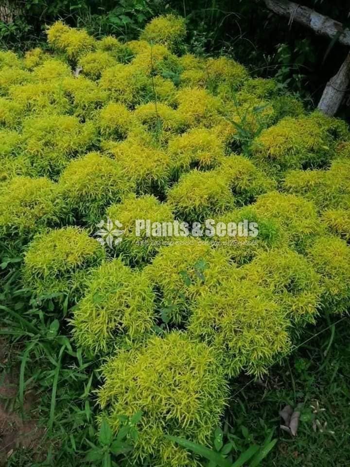 Outdoor Plants