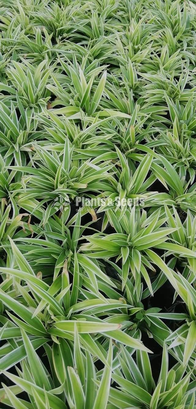 Outdoor Plants