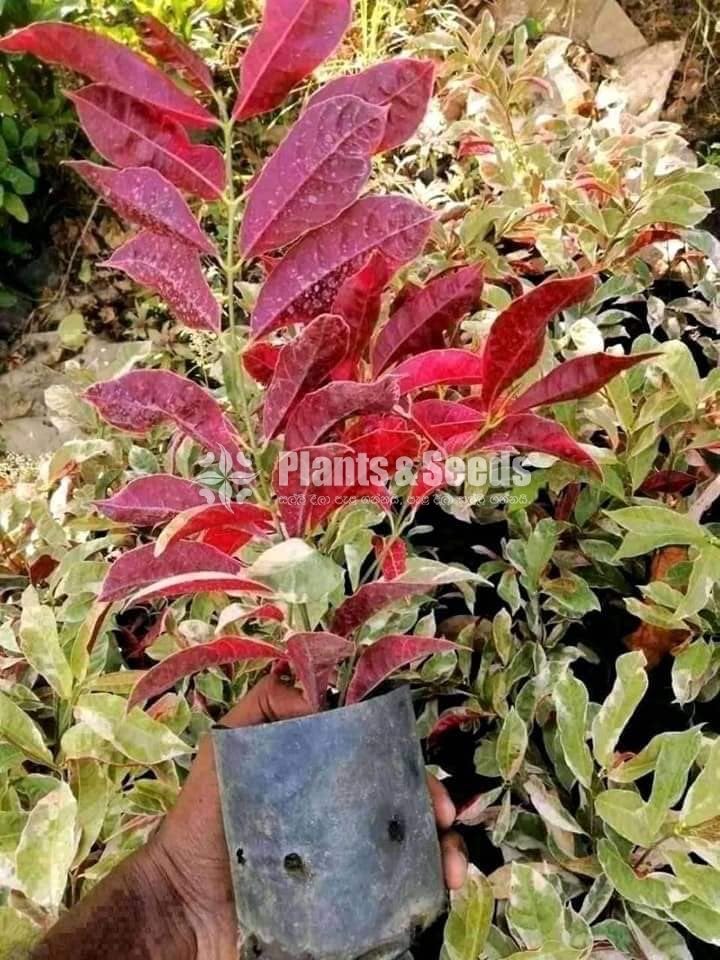 Outdoor Plants