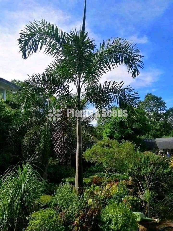 Outdoor Plants