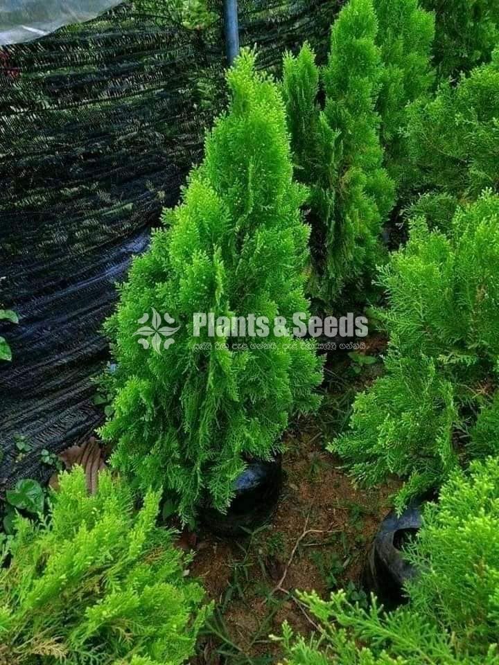 Outdoor Plants