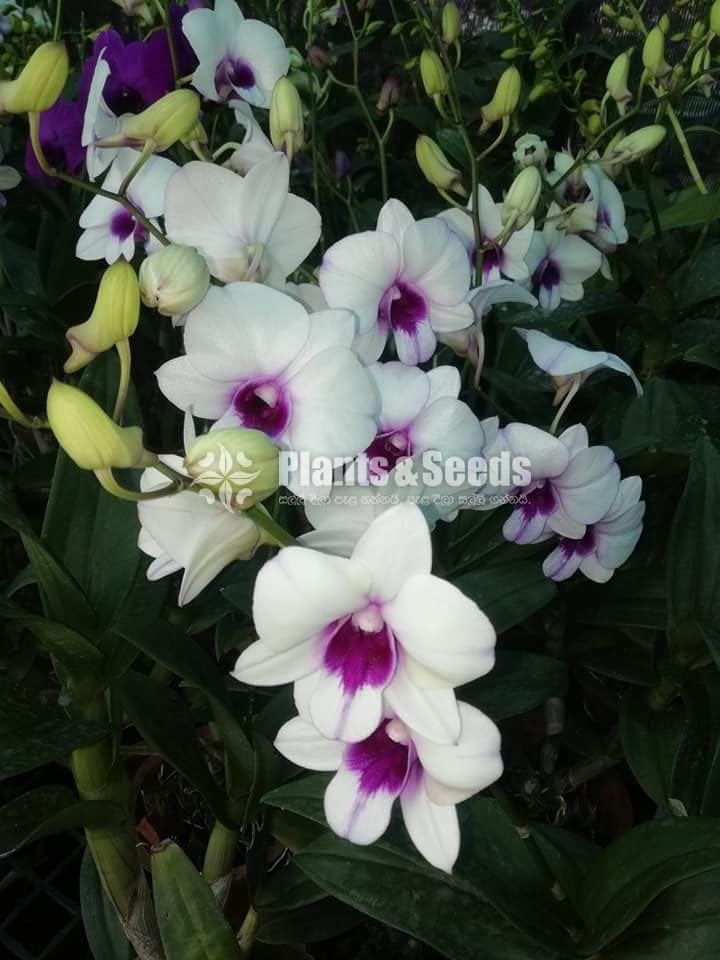 Dendrobium Orchids