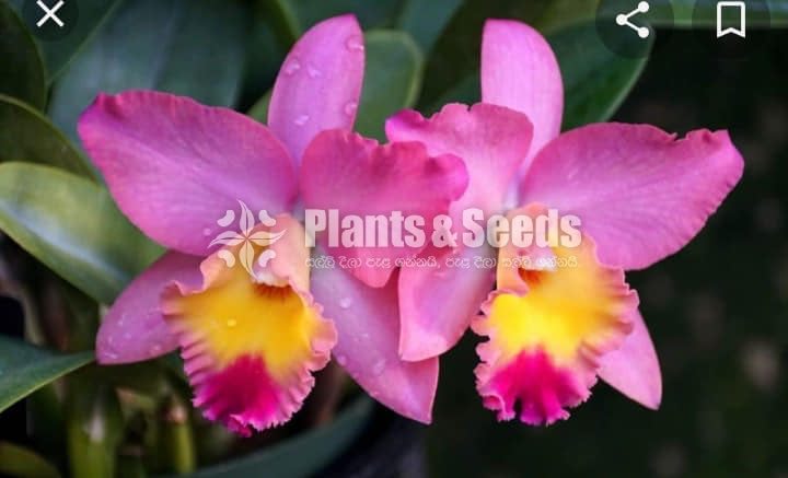 Catliya Orchids 