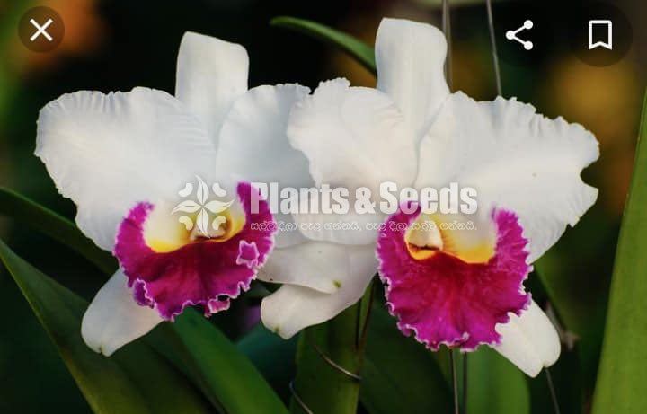 Catliya Orchids 
