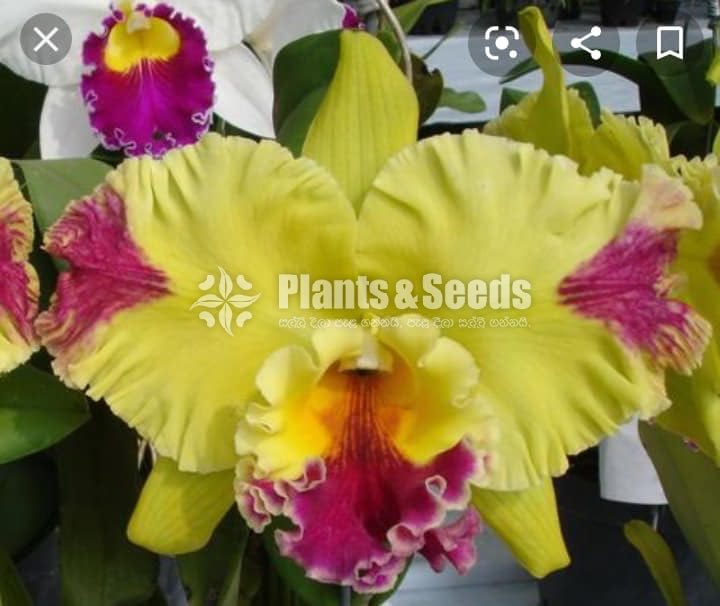 Catliya Orchids 