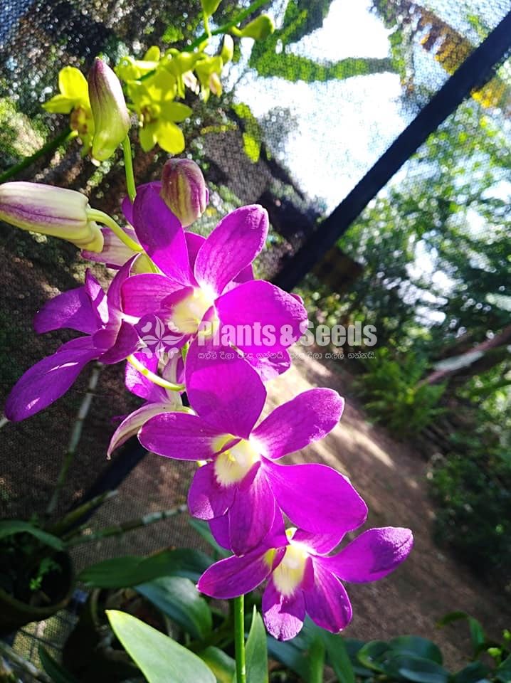 Dendrobium Orchids