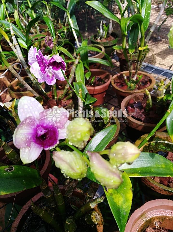 Dendrobium Orchids