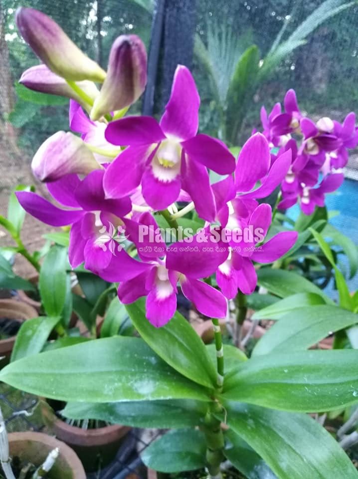 Dendrobium Orchids