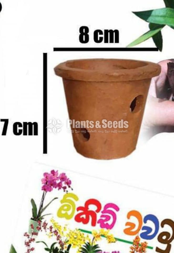 Orchids Pots
