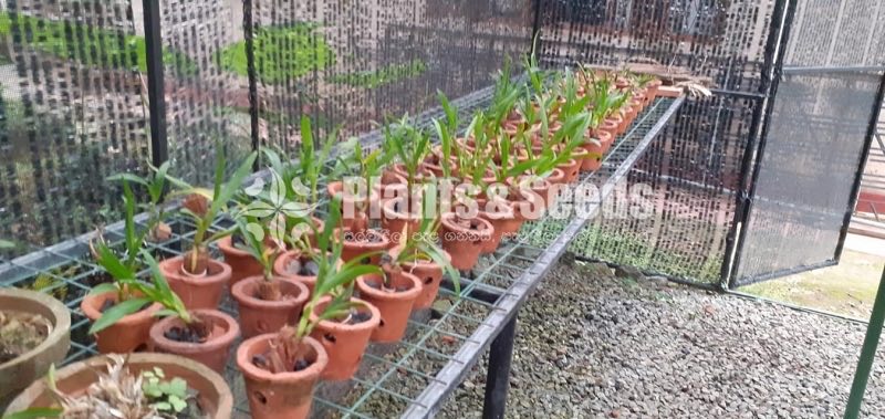 Orchids Pots