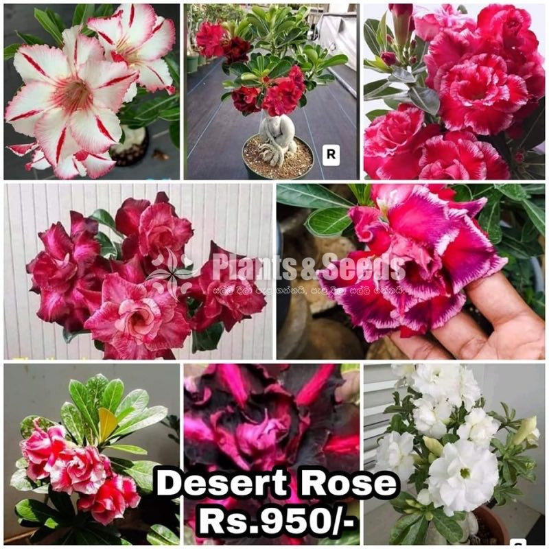 Bangkok Adenium 