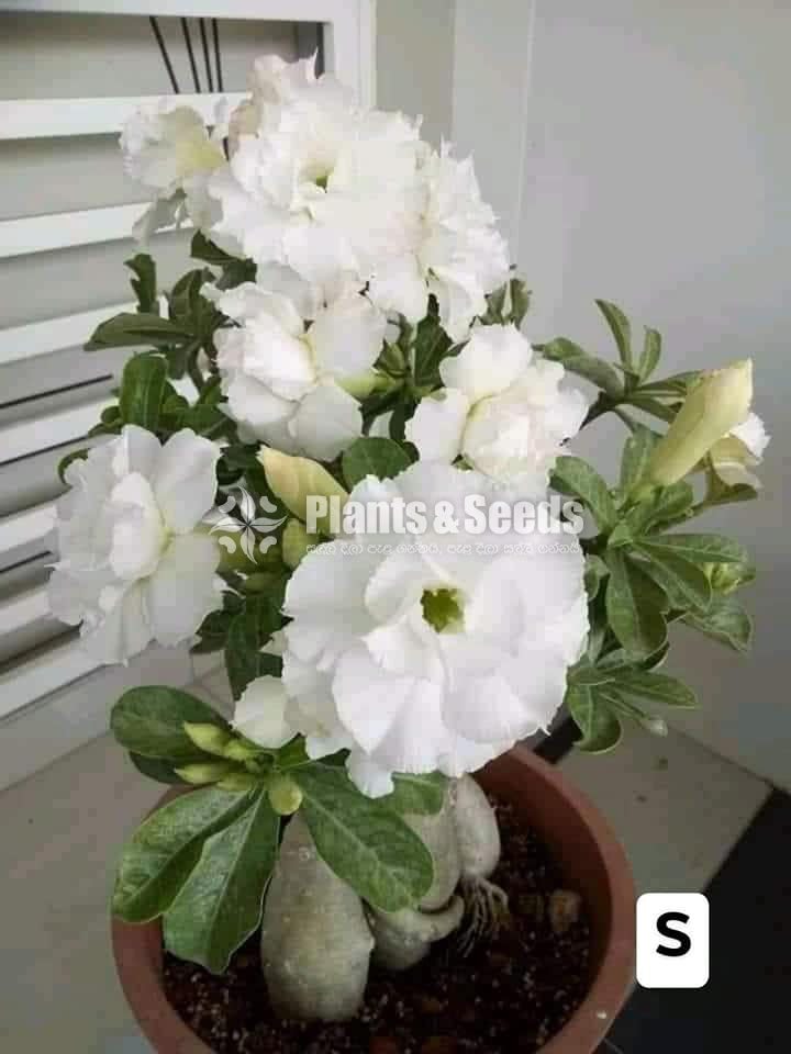 Bangkok Adenium 