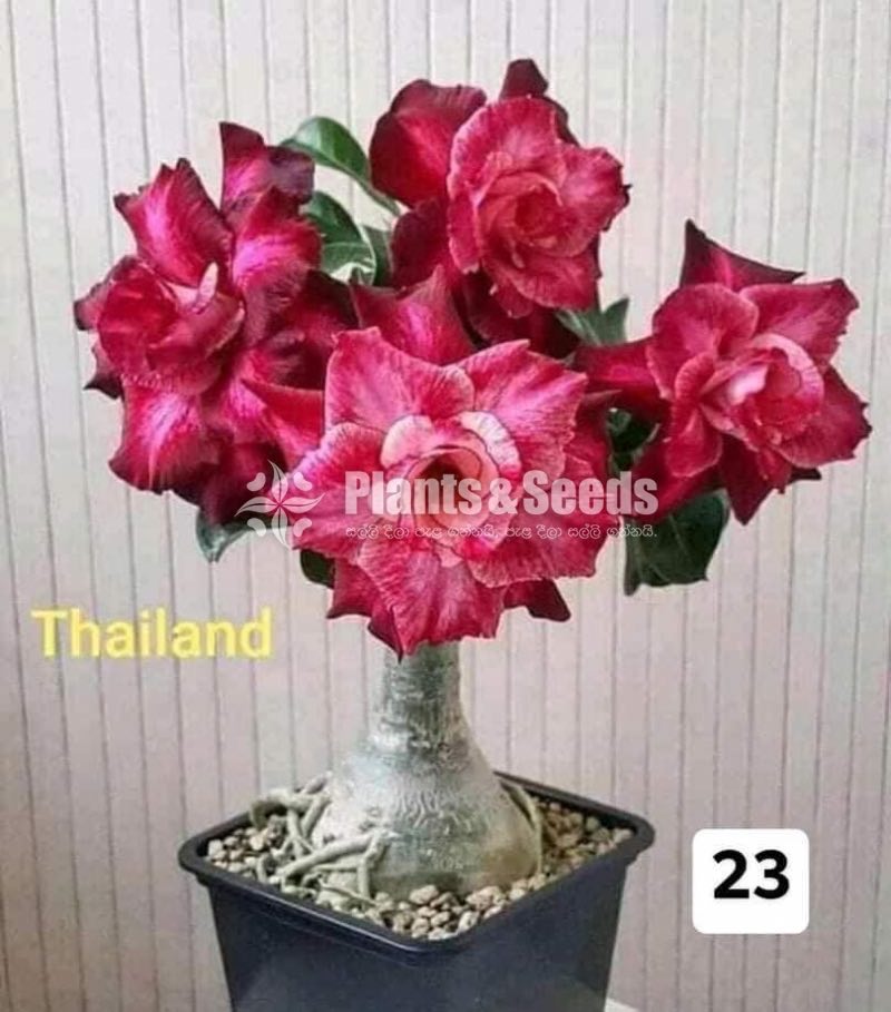 Bangkok Adenium 