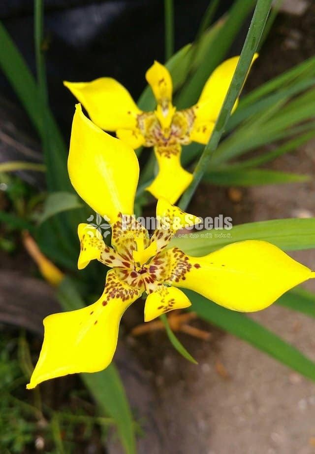 TRIMEZIA Ground Orchid