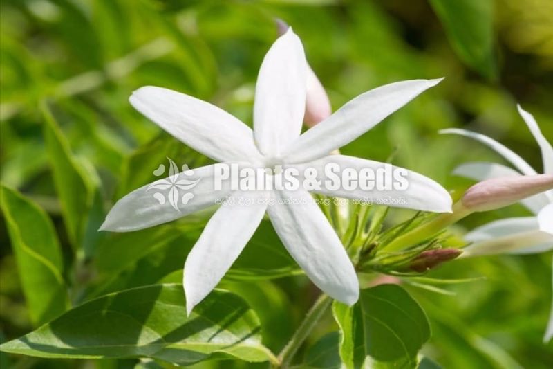  Jasmin