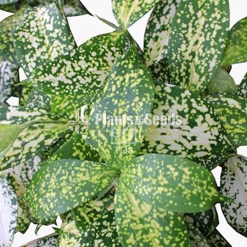 DRACAENA SURCULOSA