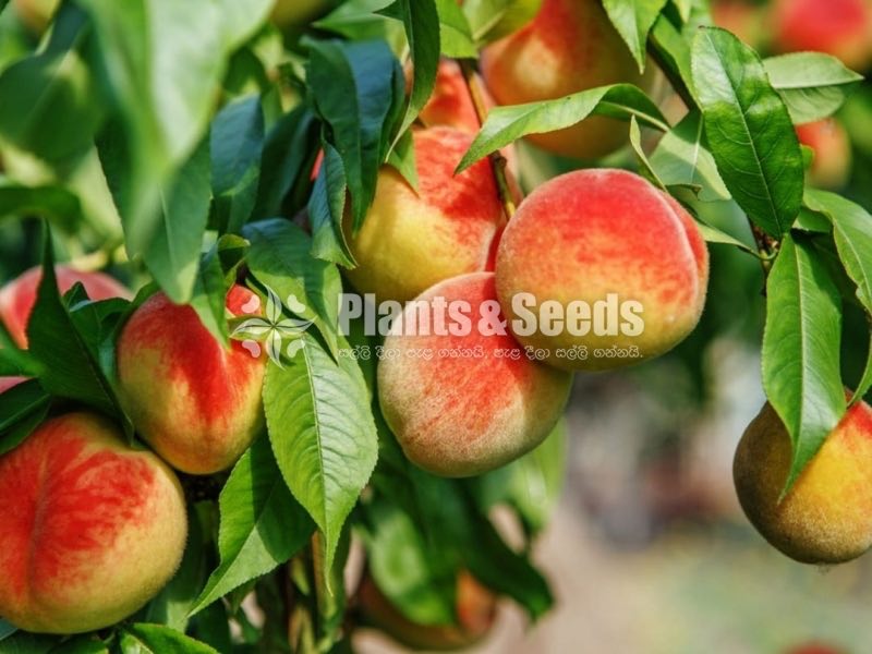 Peach Bud Plants