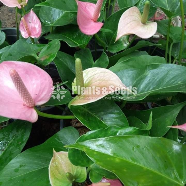 Pink Champion top cut with Flower