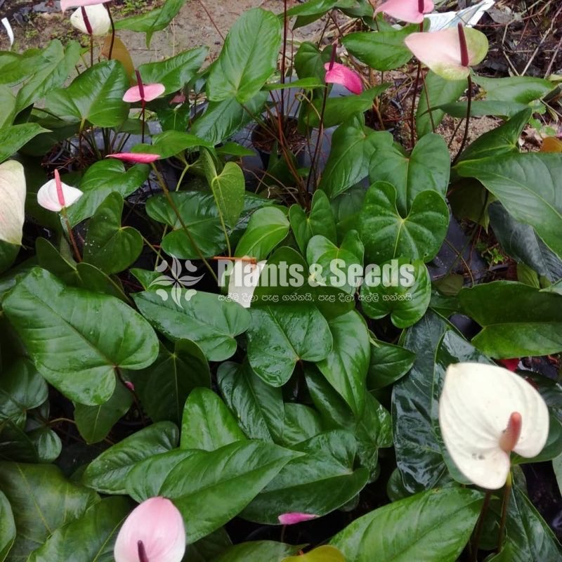 Pink Champion top cut with Flower