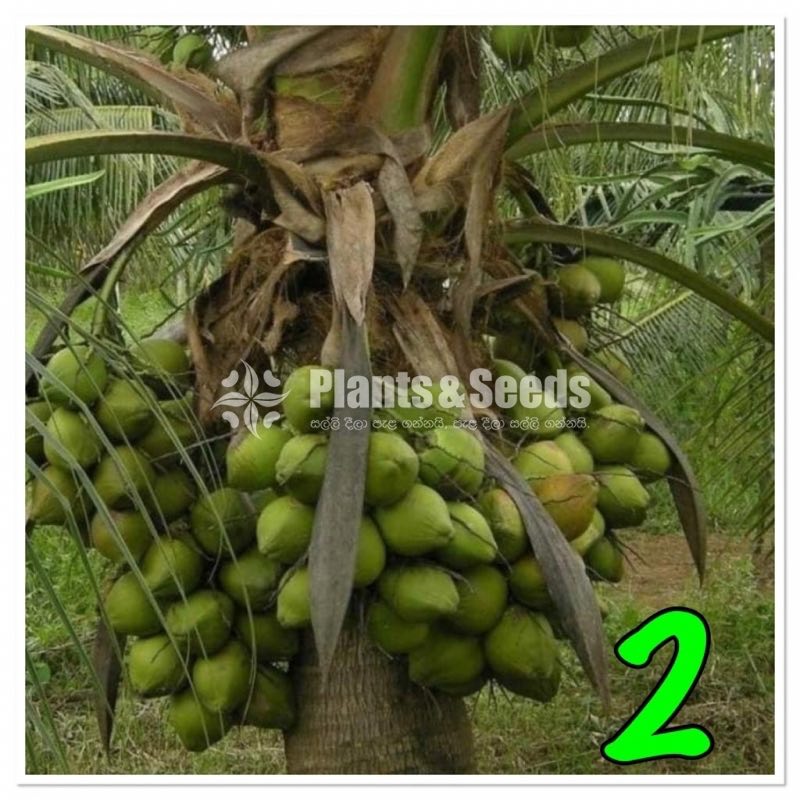 Fruit Plants