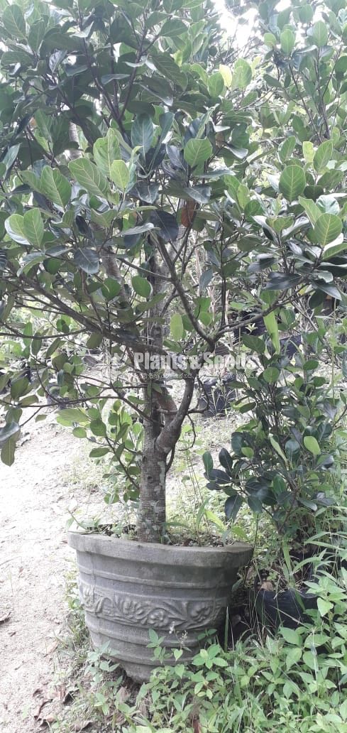 Fruit Plants