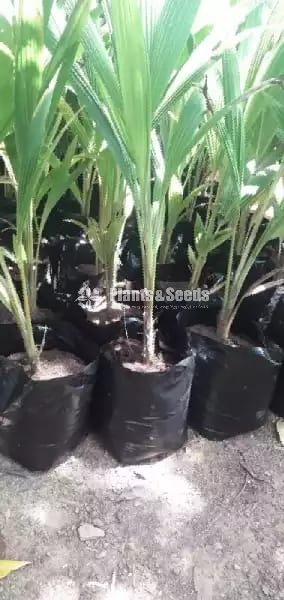 Fruit Plants