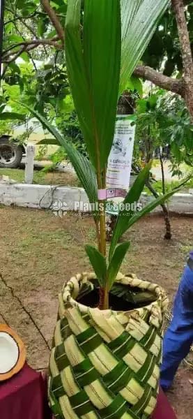 Fruit Plants