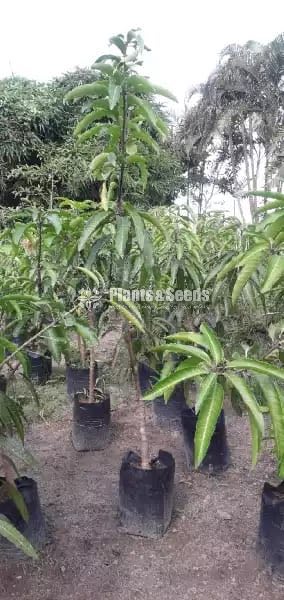 Fruit Plants
