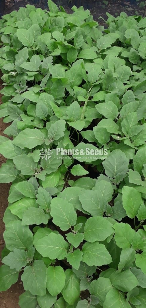 Fruit Plants