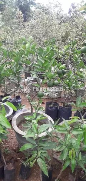Fruit Plants