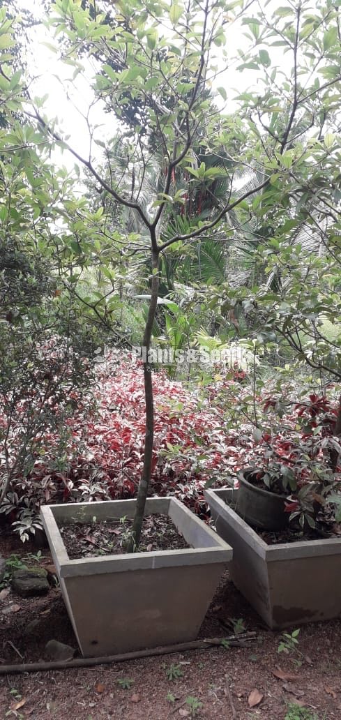 Fruit Plants