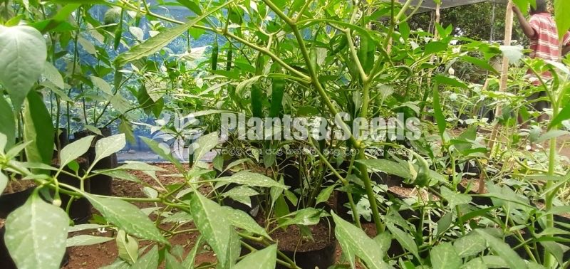 Fruit Plants