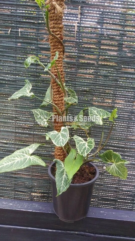 Tower Plants