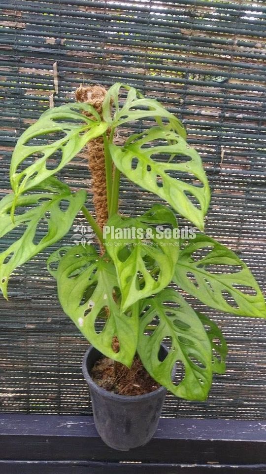 Tower Plants