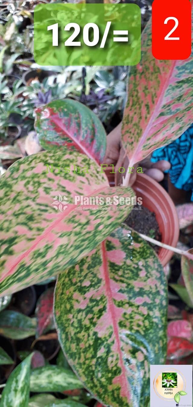 Aglaonema Outdoor Plants