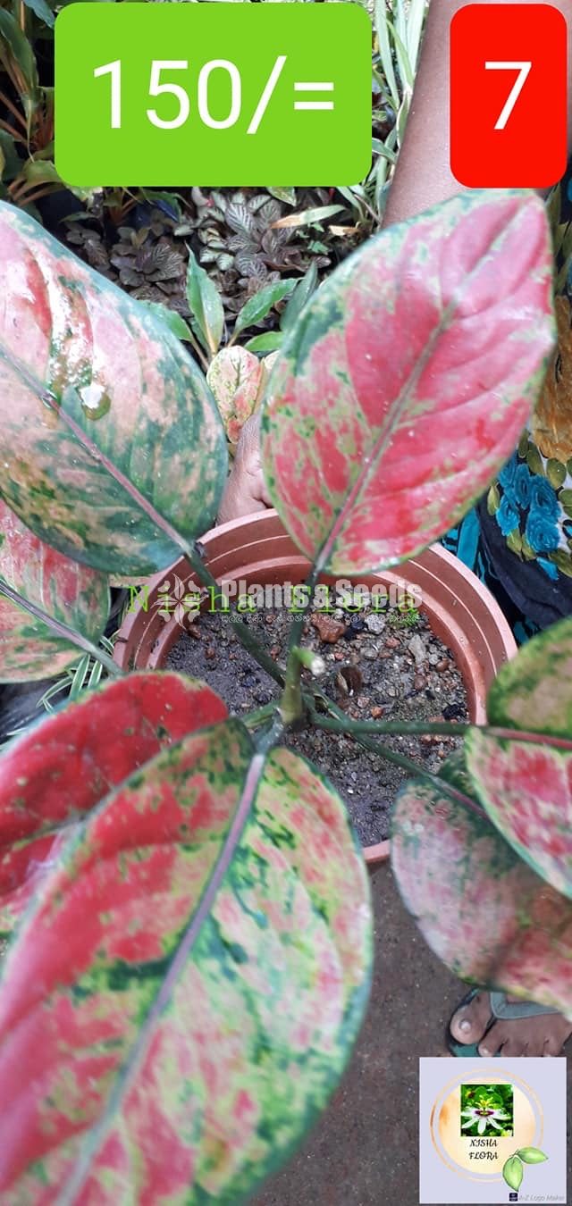 Aglaonema Outdoor Plants