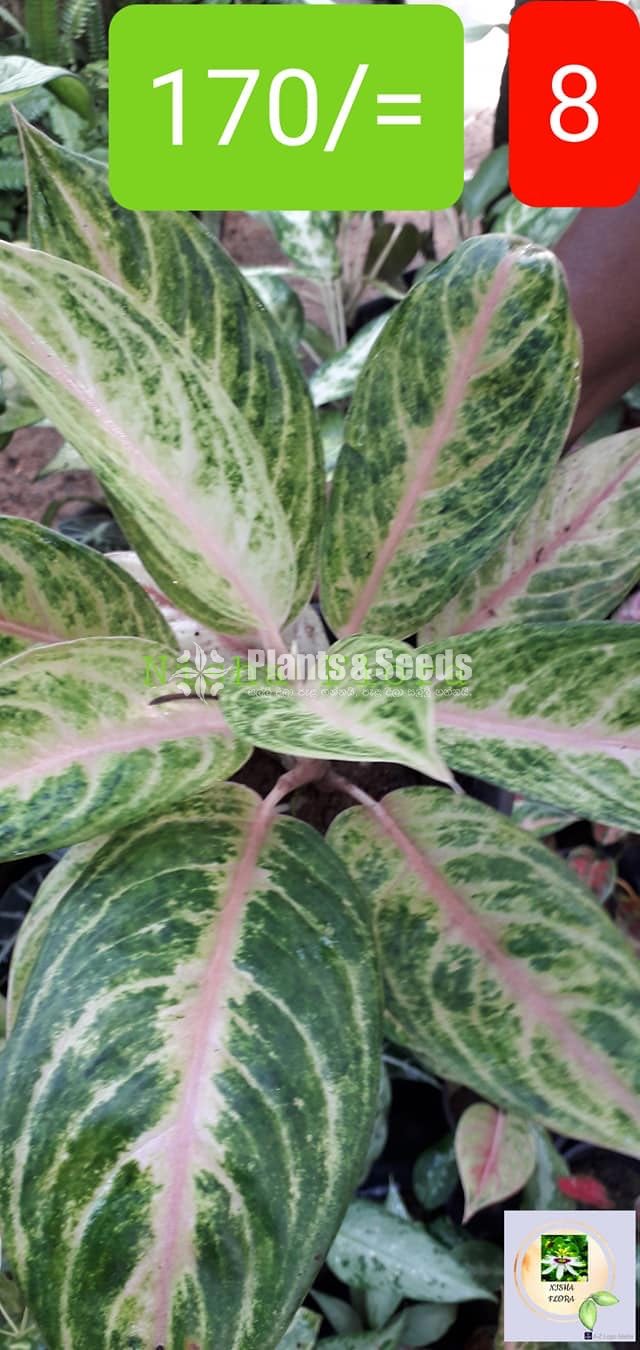Aglaonema Outdoor Plants