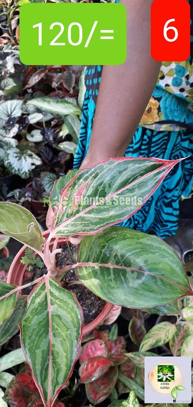 Aglaonema Outdoor Plants