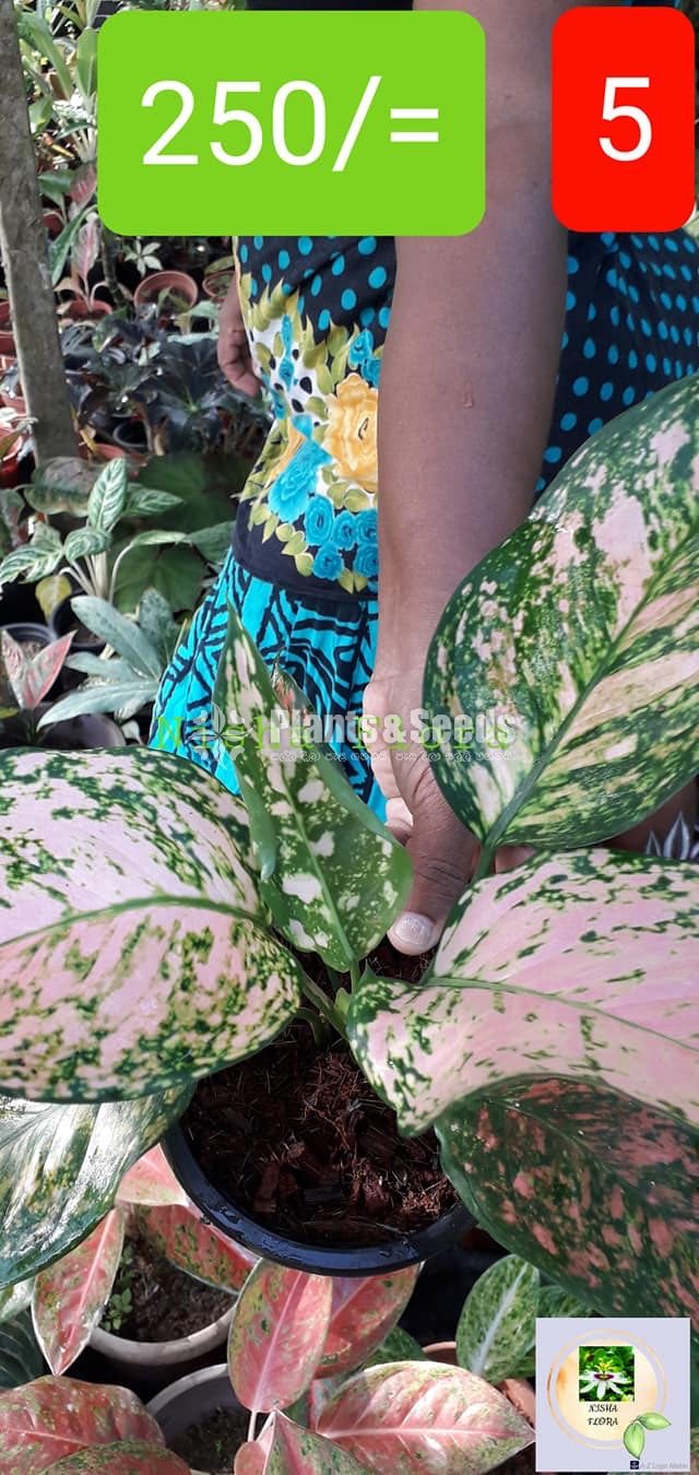 Aglaonema Outdoor Plants
