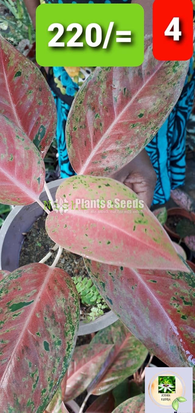 Aglaonema Outdoor Plants