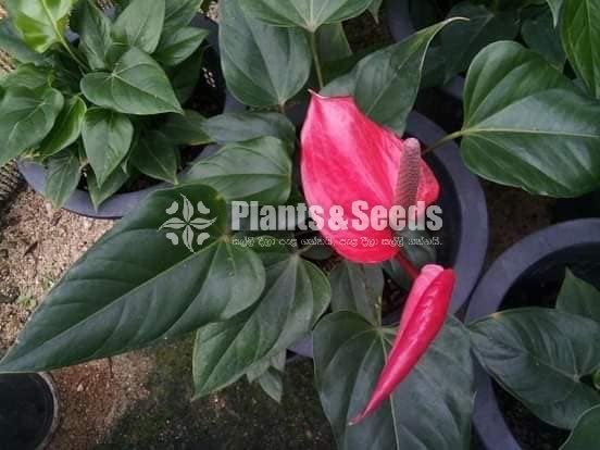 Lady Jane Anthurium Package
