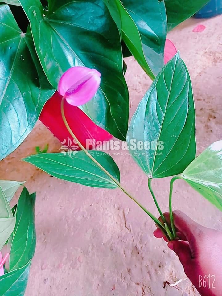 Lady Jane Anthurium Package