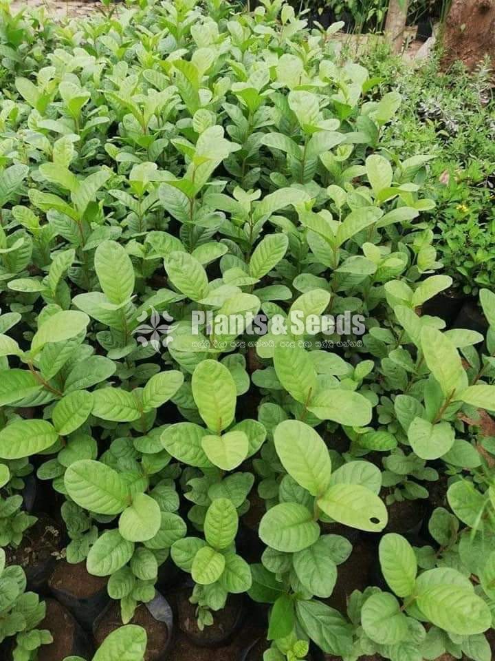  (Bud) Fruiit Plants