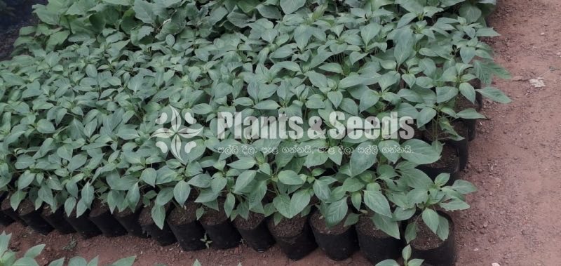  (Bud) Fruiit Plants